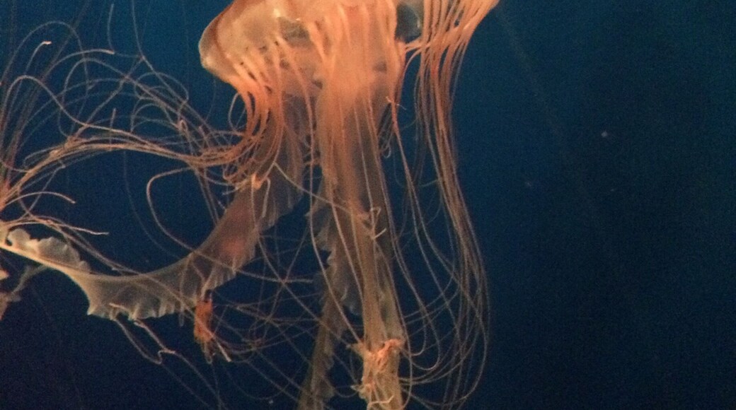 Jellyfishes fascinate me so much