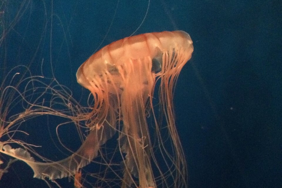 A jellyfish with long tentacles in the water.