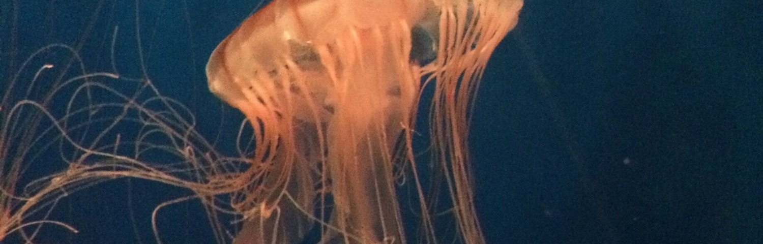 Jellyfishes fascinate me so much