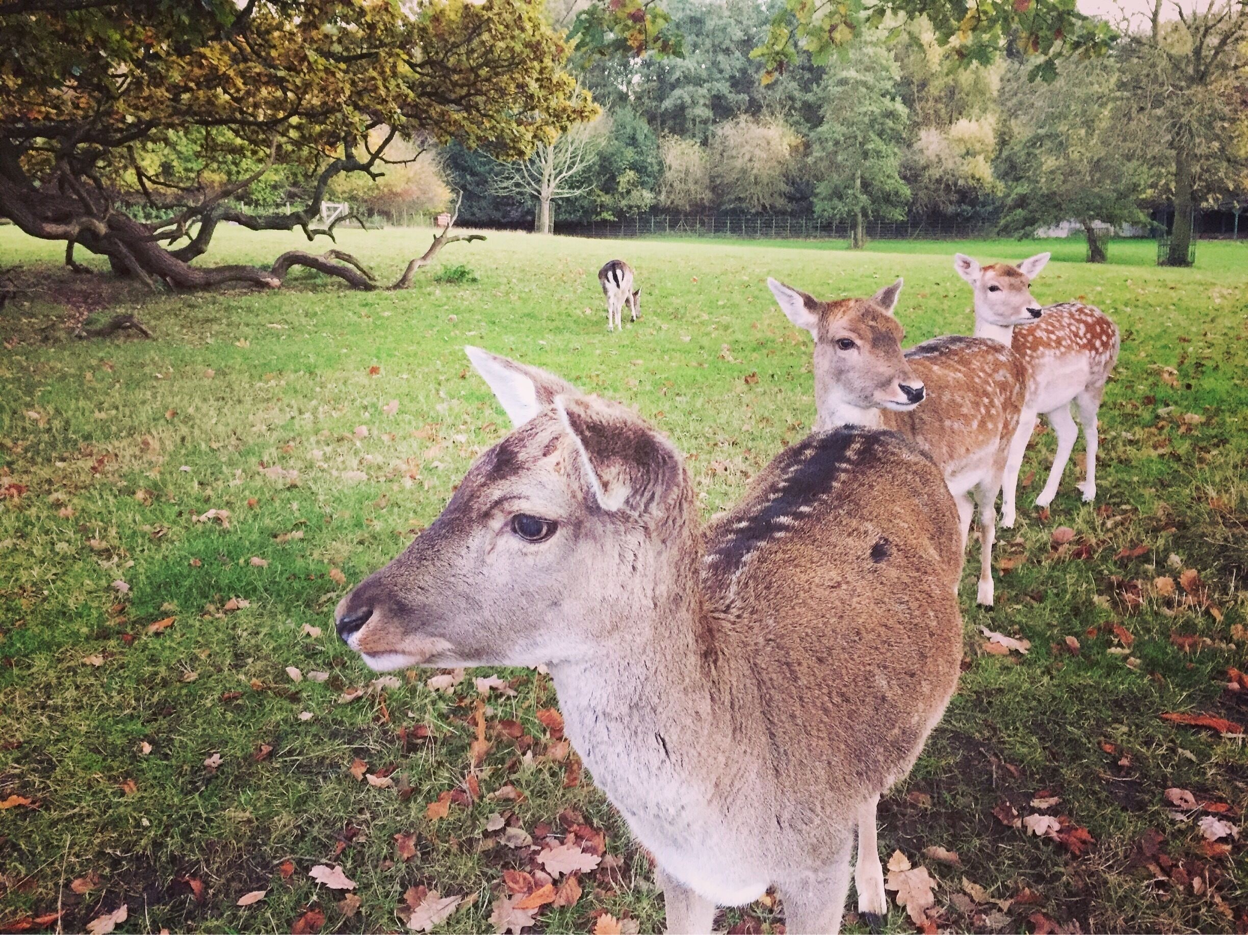 My local park. Really peaceful place away from the crowd. I like the fact that London has so many green spots and parks, where you can feel back in the nature ☺️