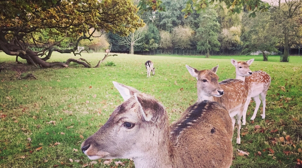 My local park. Really peaceful place away from the crowd. I like the fact that London has so many green spots and parks, where you can feel back in the nature ☺️