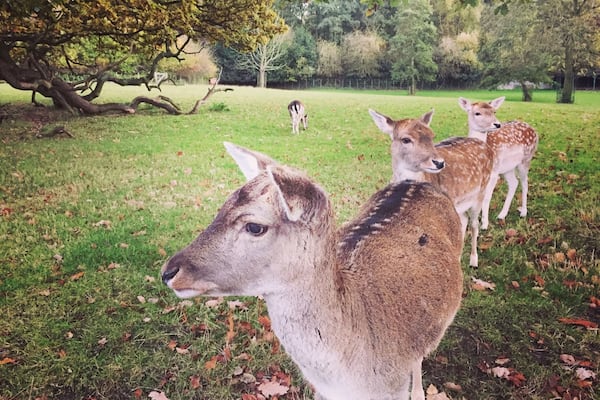 A grassy field with three deer and a tree in the background.