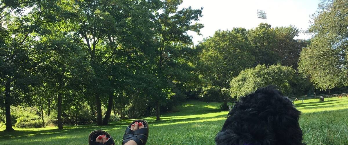 Beautiful dog & beautiful day