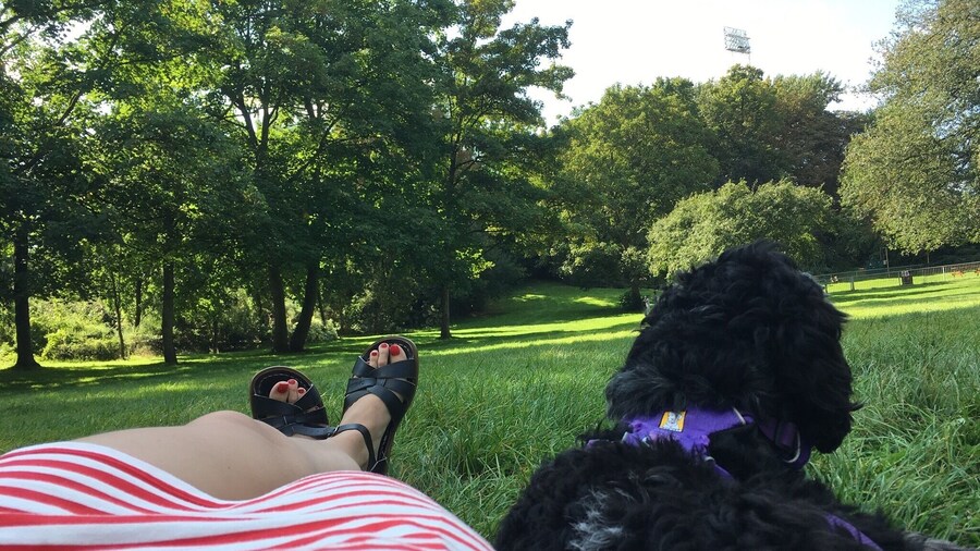 Beautiful dog & beautiful day