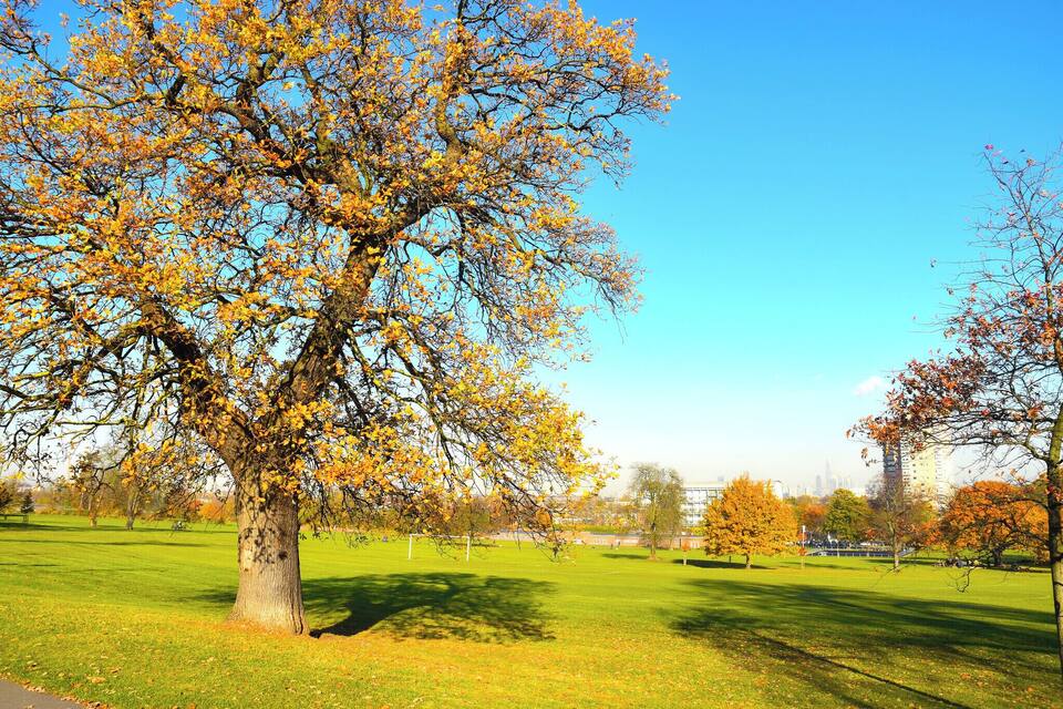 Een grote boom met gele bladeren in een park onder een helderblauwe lucht.
