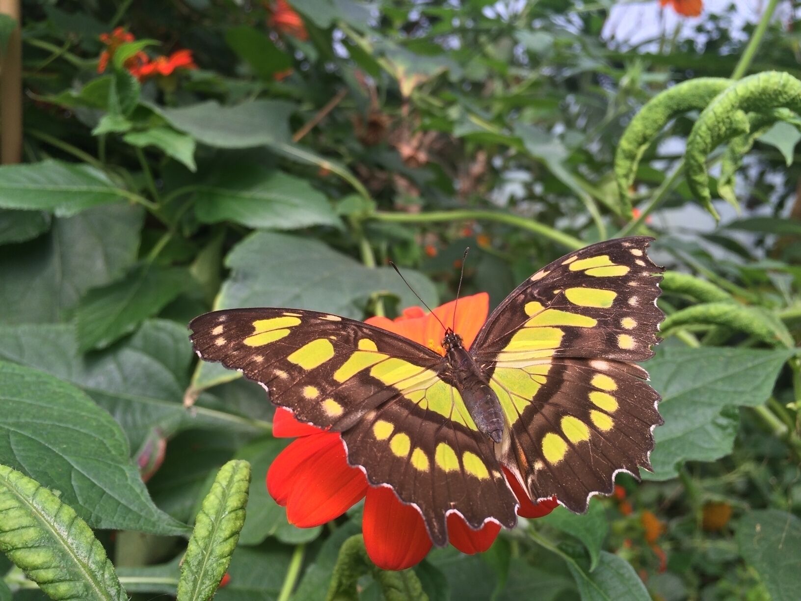 The butterfly walkthrough at London Zoo is a balmy experience but you'll be rewarded with an array of colours #butterfly #LifeAtExpedia