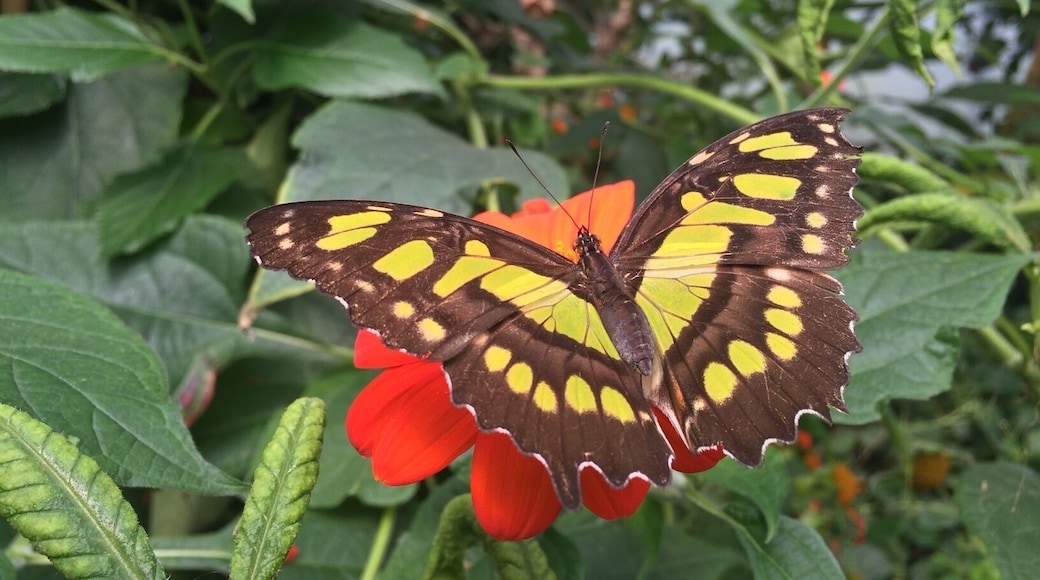 The butterfly walkthrough at London Zoo is a balmy experience but you'll be rewarded with an array of colours #butterfly #LifeAtExpedia