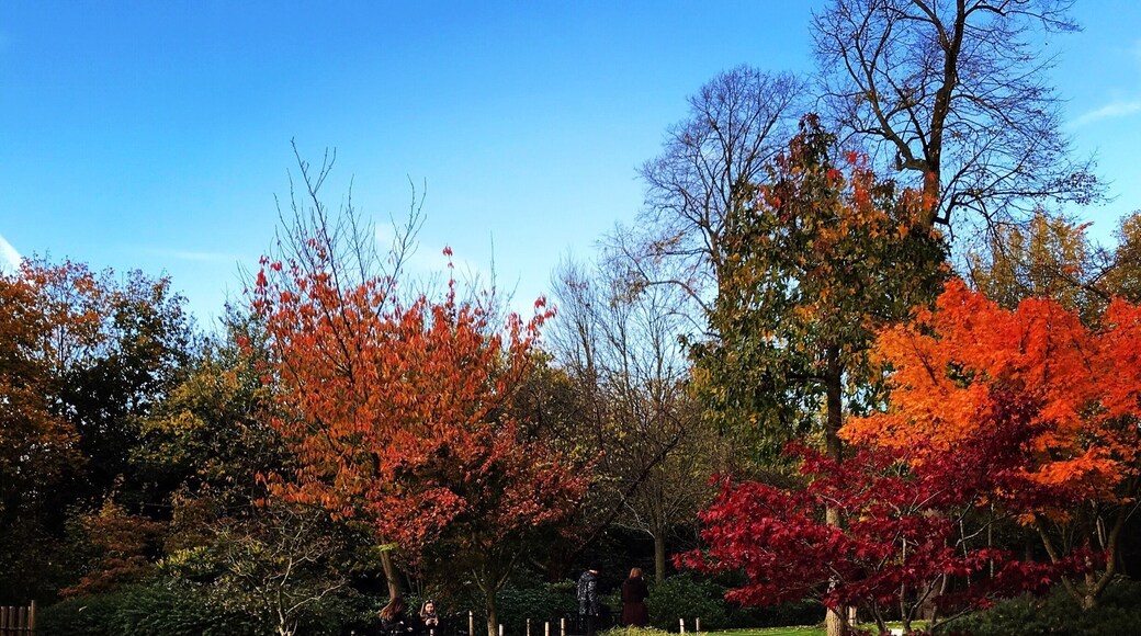 Kyoto Garden in sunny winter