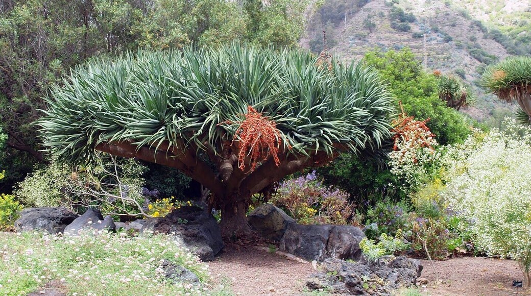 Santa Brigida, Canarias, España