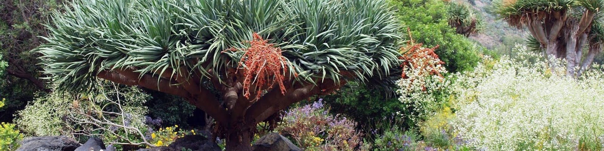 Santa Brigida, Canarias, España