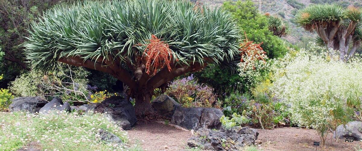 A large agave plant with a thick trunk and green leaves, surrounded by various other plants and rocks.