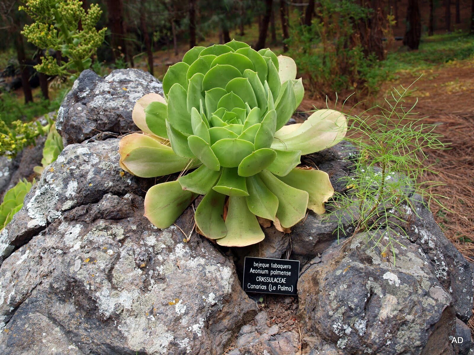 Santa Brigida, Canarias, España