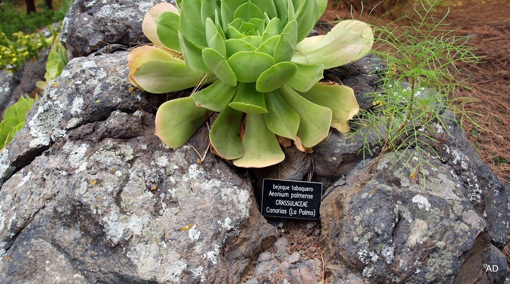Santa Brigida, Canarias, España