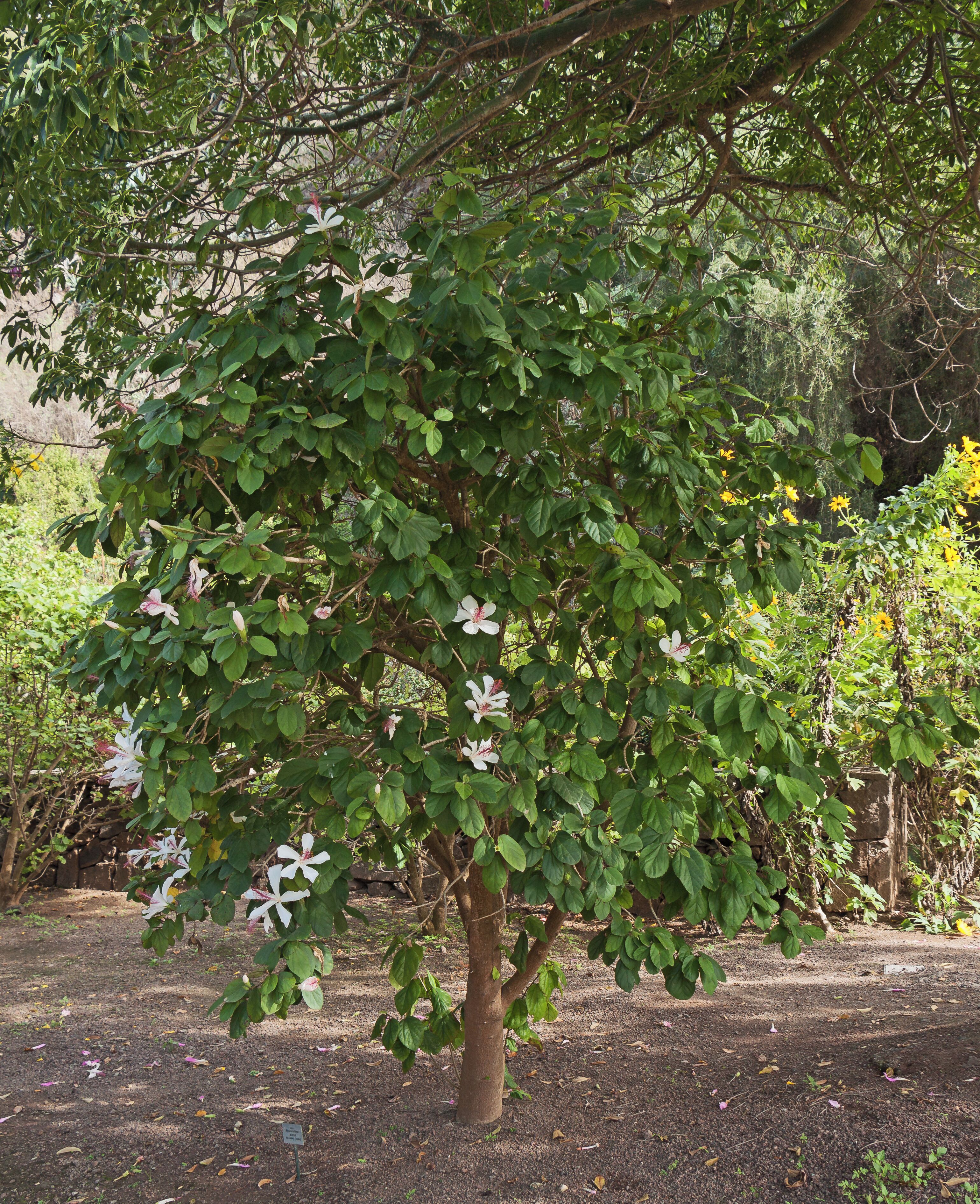 Hibiscus arnottianus A. Gray, White Rosemallow; Habitus; Jardín Botánico Canario Viera y Clavijo, Gran Canaria, Canary Islands, Spain.