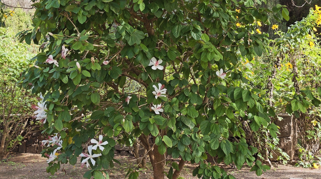Hibiscus arnottianus A. Gray, White Rosemallow; Habitus; Jardín Botánico Canario Viera y Clavijo, Gran Canaria, Canary Islands, Spain.