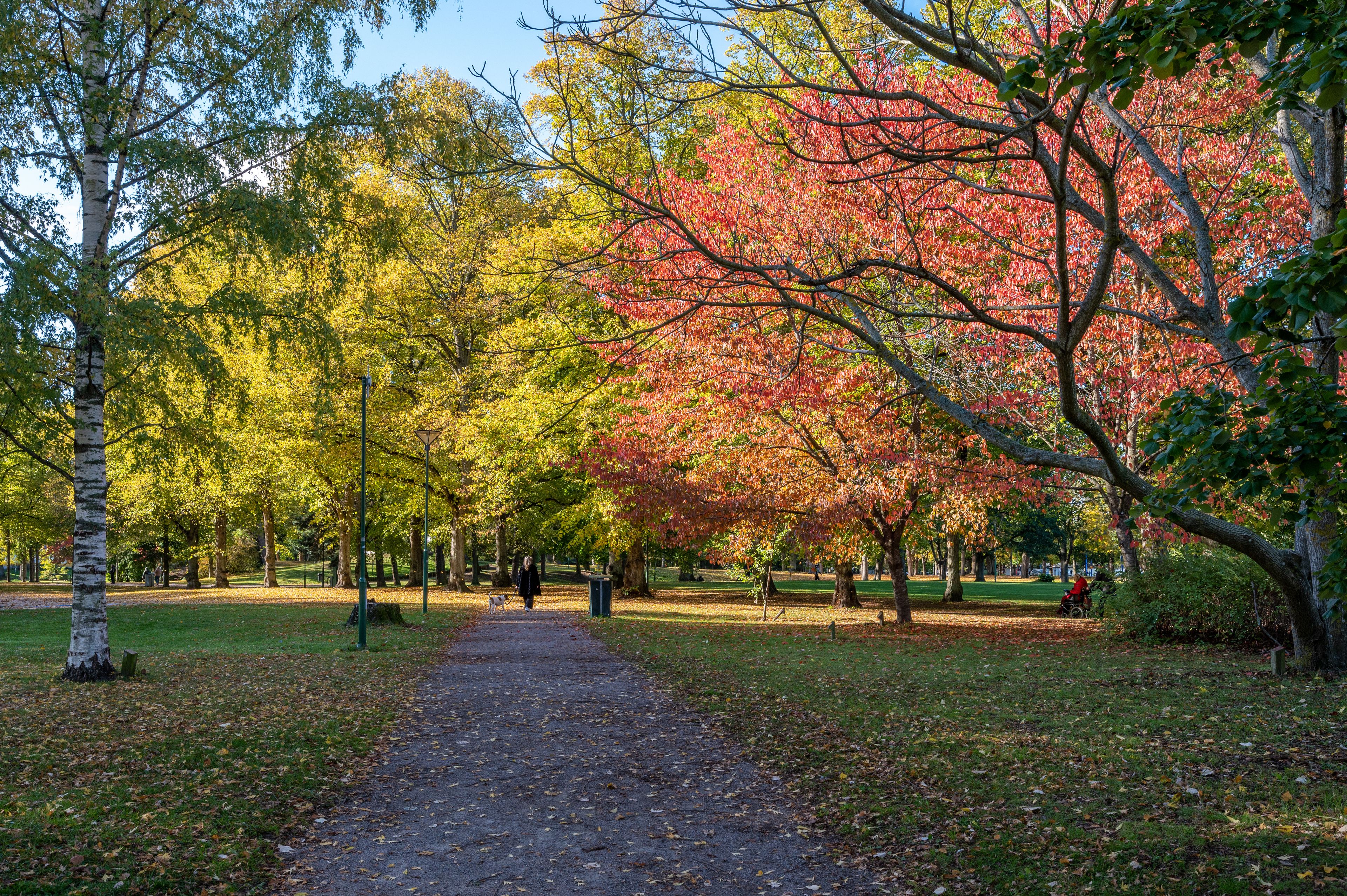 A park with a path, trees with autumn leaves, and a person walking a dog.
