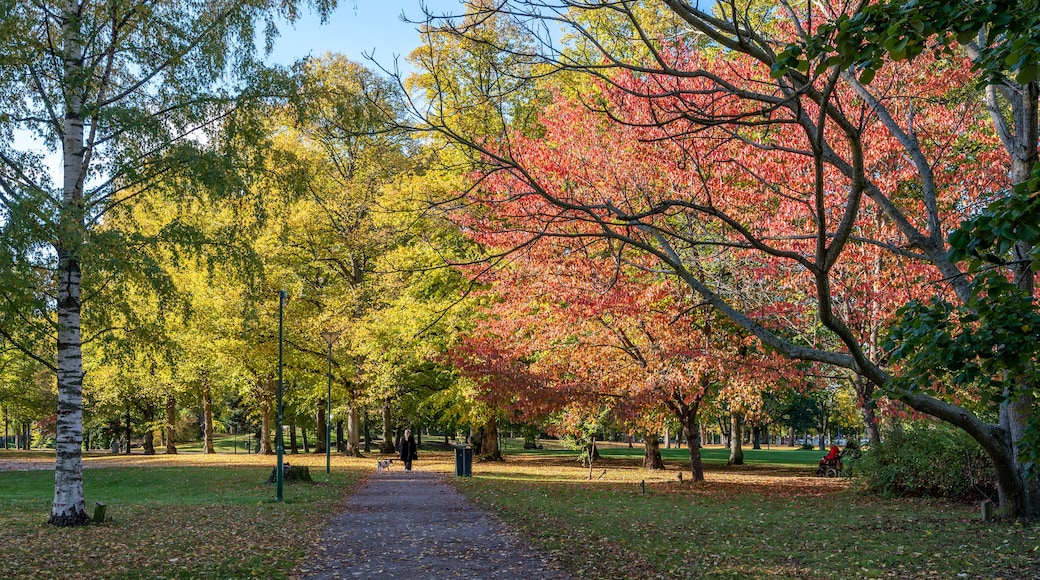 A park with a path, trees with autumn leaves, and a person walking a dog.