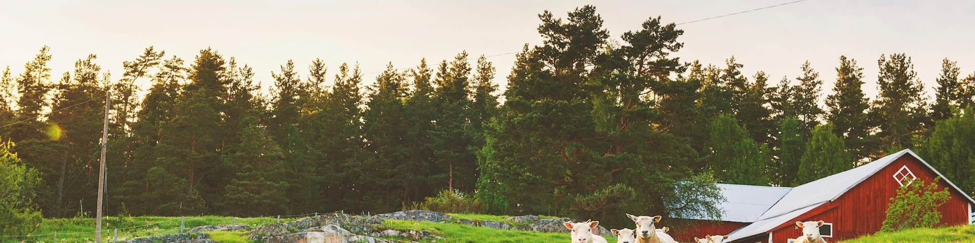 Linkoping featuring land animals, farmland and forests