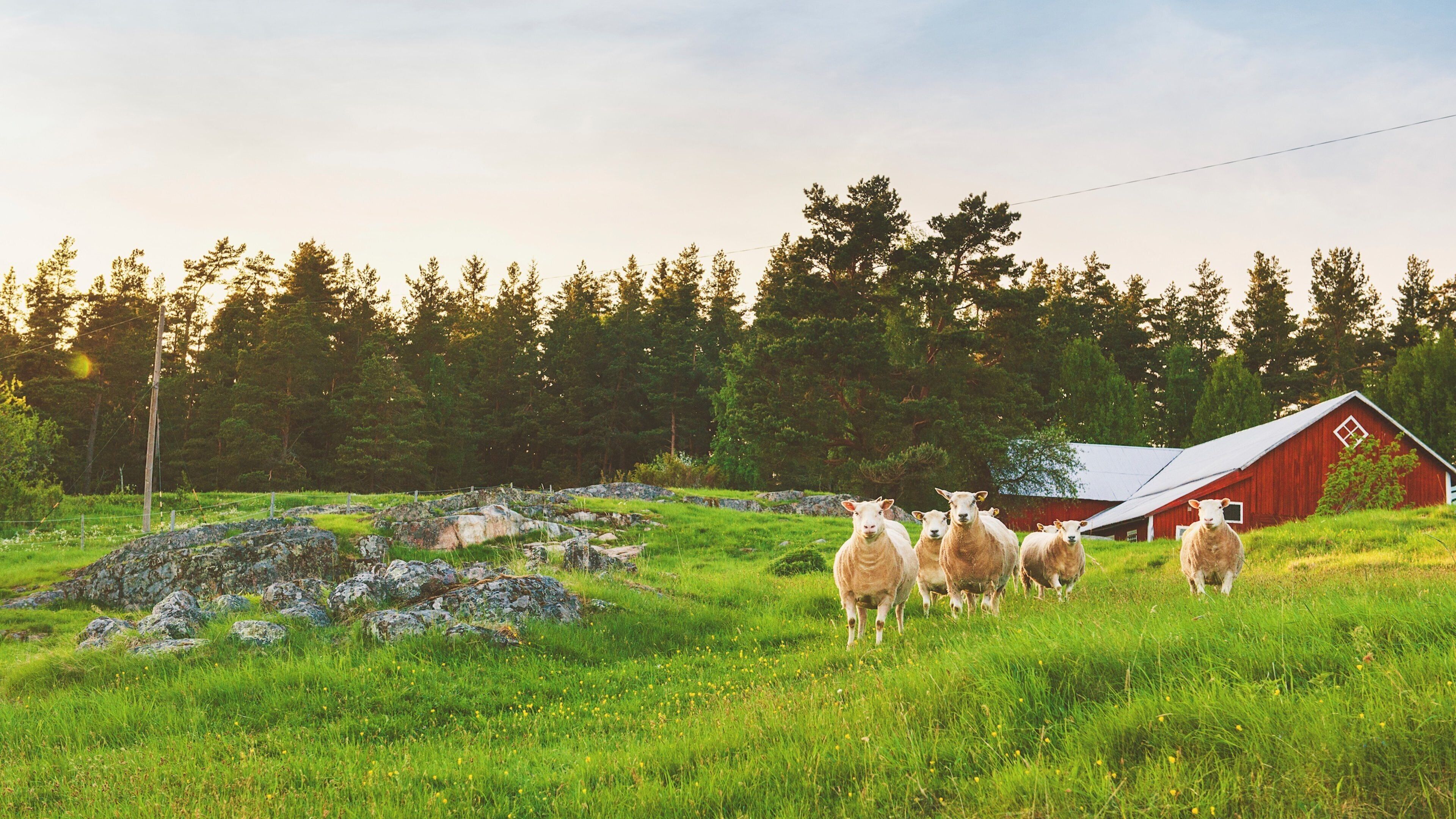 A herd of sheep in a grassy field with a red barn and trees in the background.
