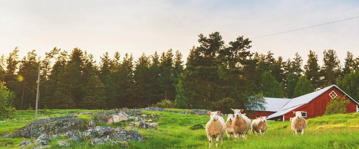 A herd of sheep in a grassy field with a red barn and trees in the background.