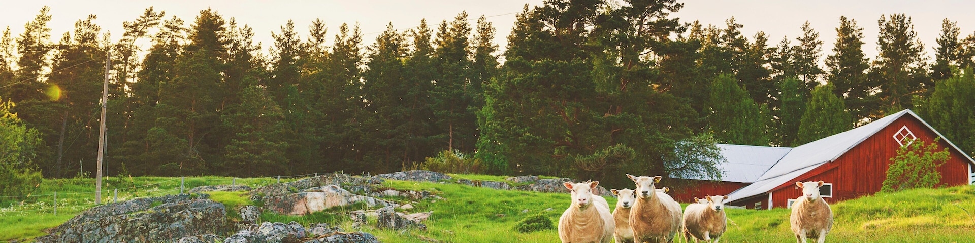 A herd of sheep in a grassy field with a red barn and trees in the background.