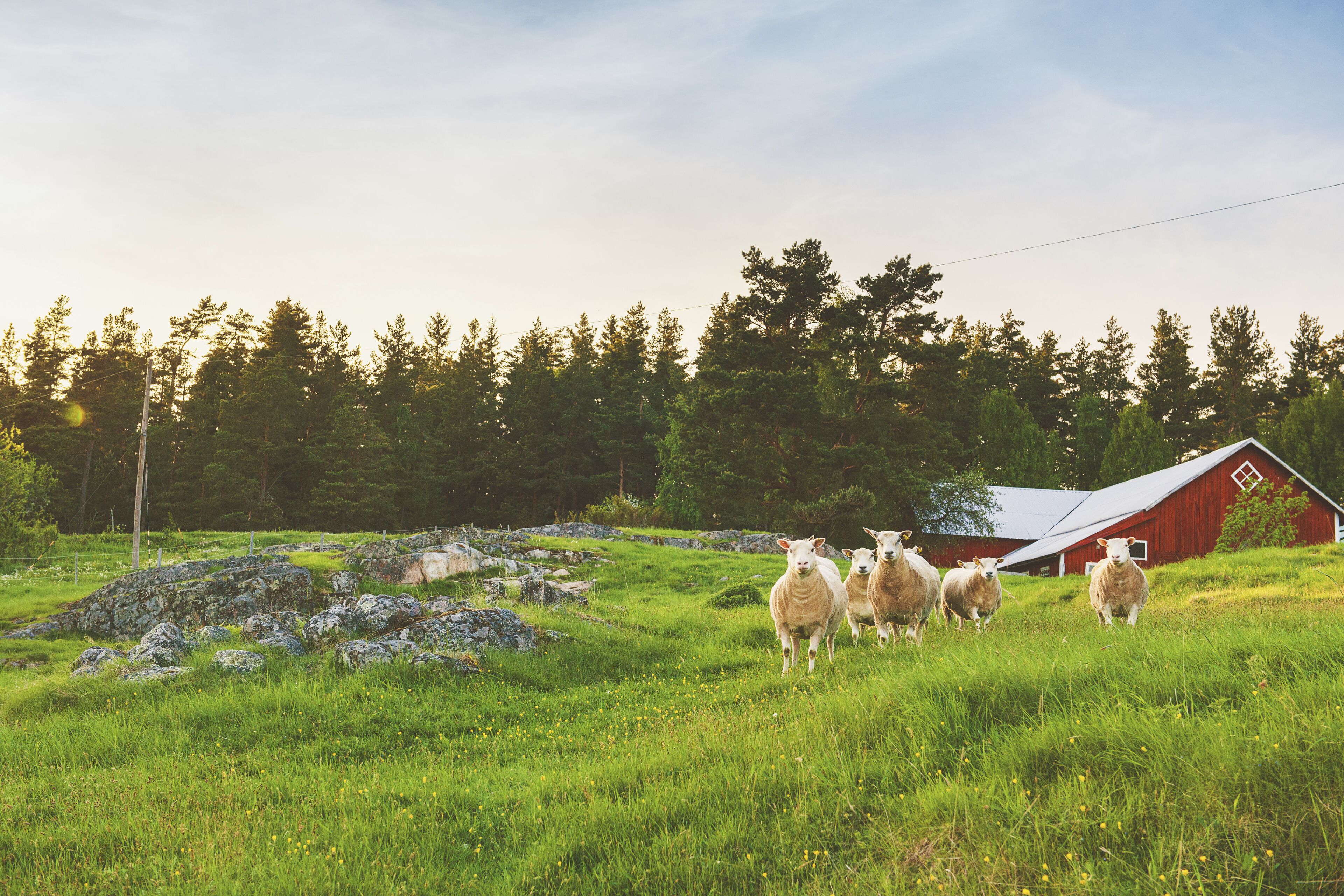 Rural scene in Link√å√é_ping, √å√é_sterg√å√é_tland, Sweden