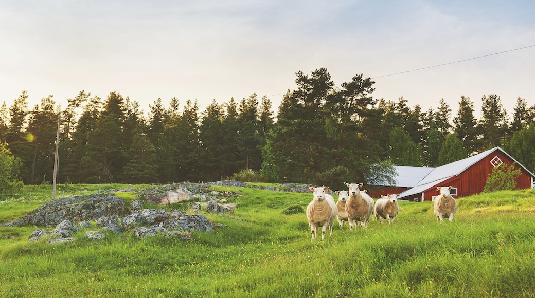 Rural scene in LinkÌÎ_ping, ÌÎ_stergÌÎ_tland, Sweden