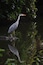 Heron & it's reflection at Calderstones Park lake, Liverpool.
