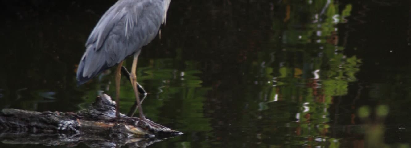 Heron & it's reflection at Calderstones Park lake, Liverpool.
