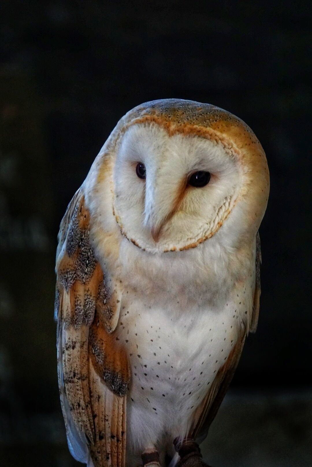 Barn owl at Croxteth Park farm, natural light.
Taken on a Sony a600 with a Sony 55-210 zoom lens.