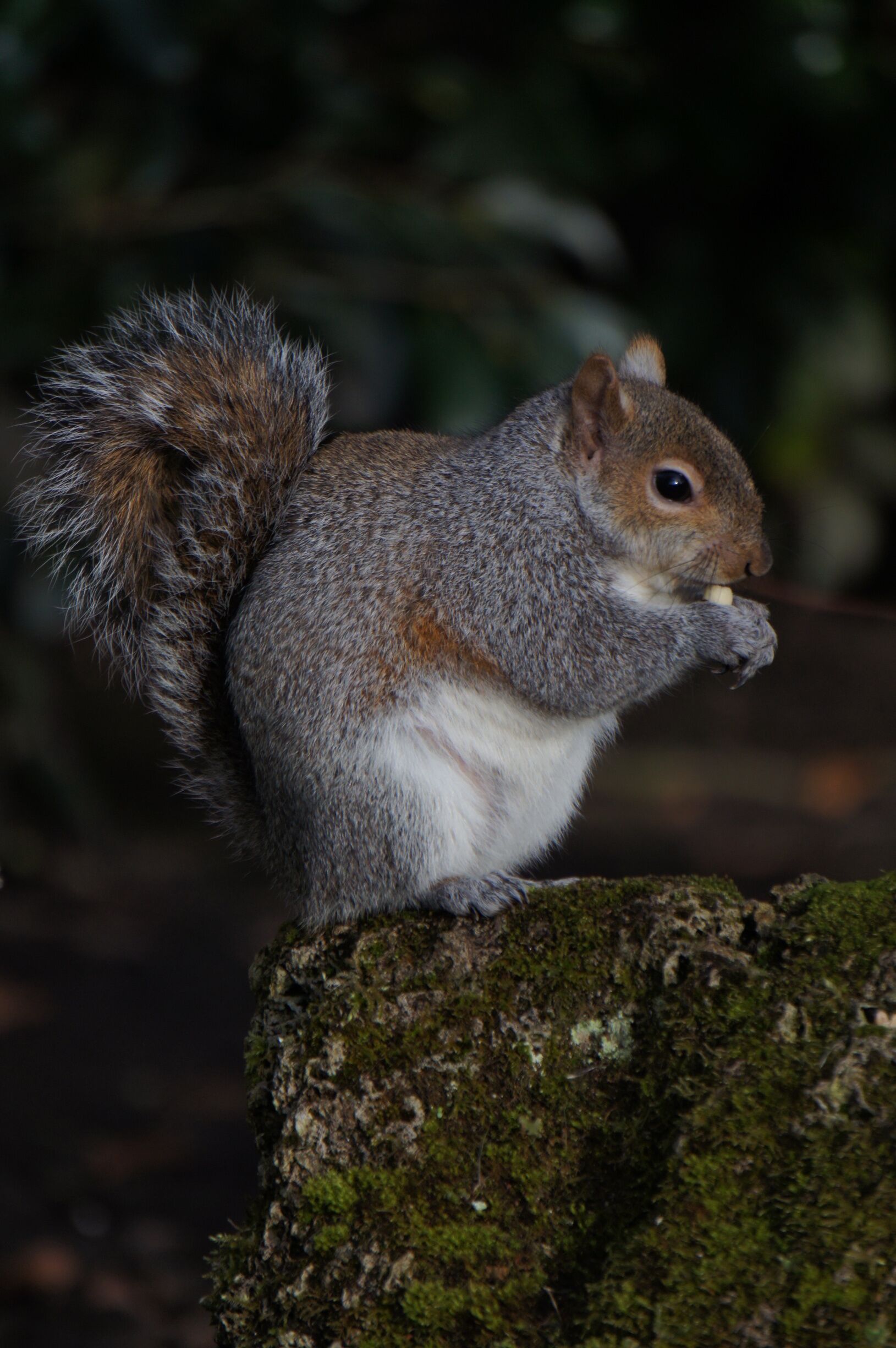 Grey squirrel taken on sony nex5.