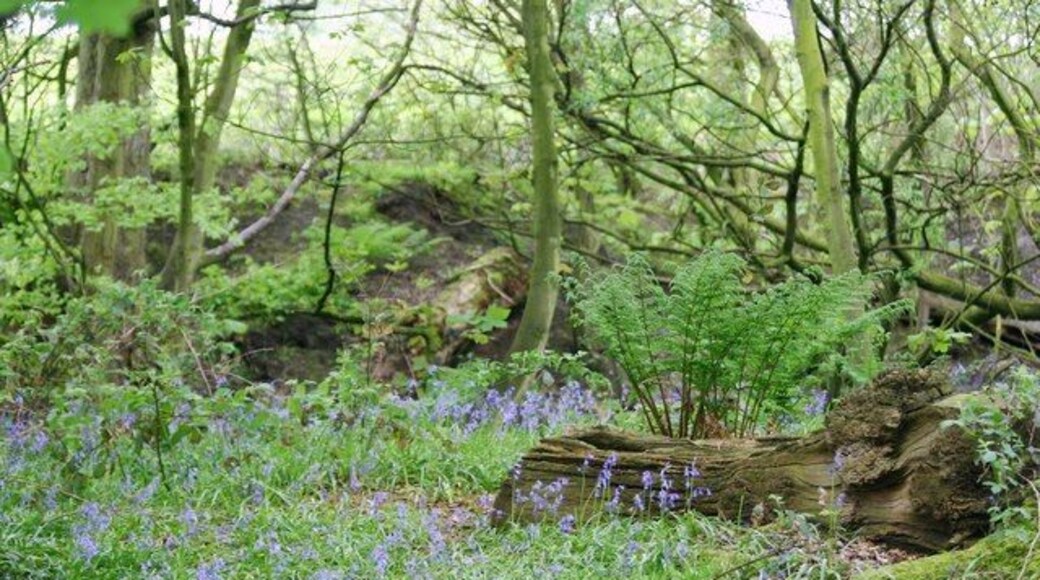 Wood close to Pex Hill near Rainhill & Cronton Blue bells in the wood near Pex Hill Cronton, looking North through the wood towards Junction 7 of the M62 motorway at Rainhill Stoops. Pex Hill, a favourite local beauty spot with a quarry for rock climbers to practice their skills and Liverpool University has an Observatory at the top of Pex Hill, open to the public by prior arrangement on some clear nights for viewing the sky & stars.