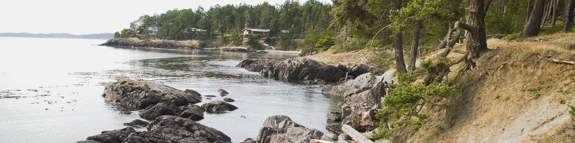 A rocky shoreline with driftwood and trees.