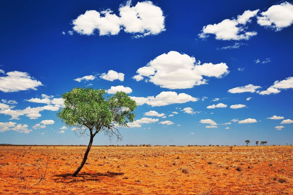 A tree in a red desert landscape with a blue sky and white clouds.