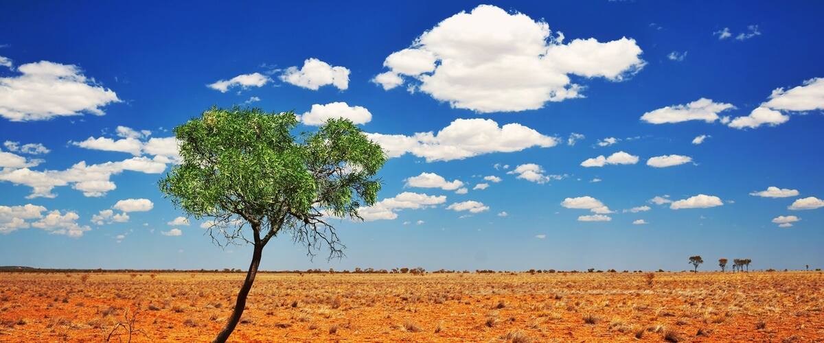 A tree in a red desert landscape with a blue sky and white clouds.