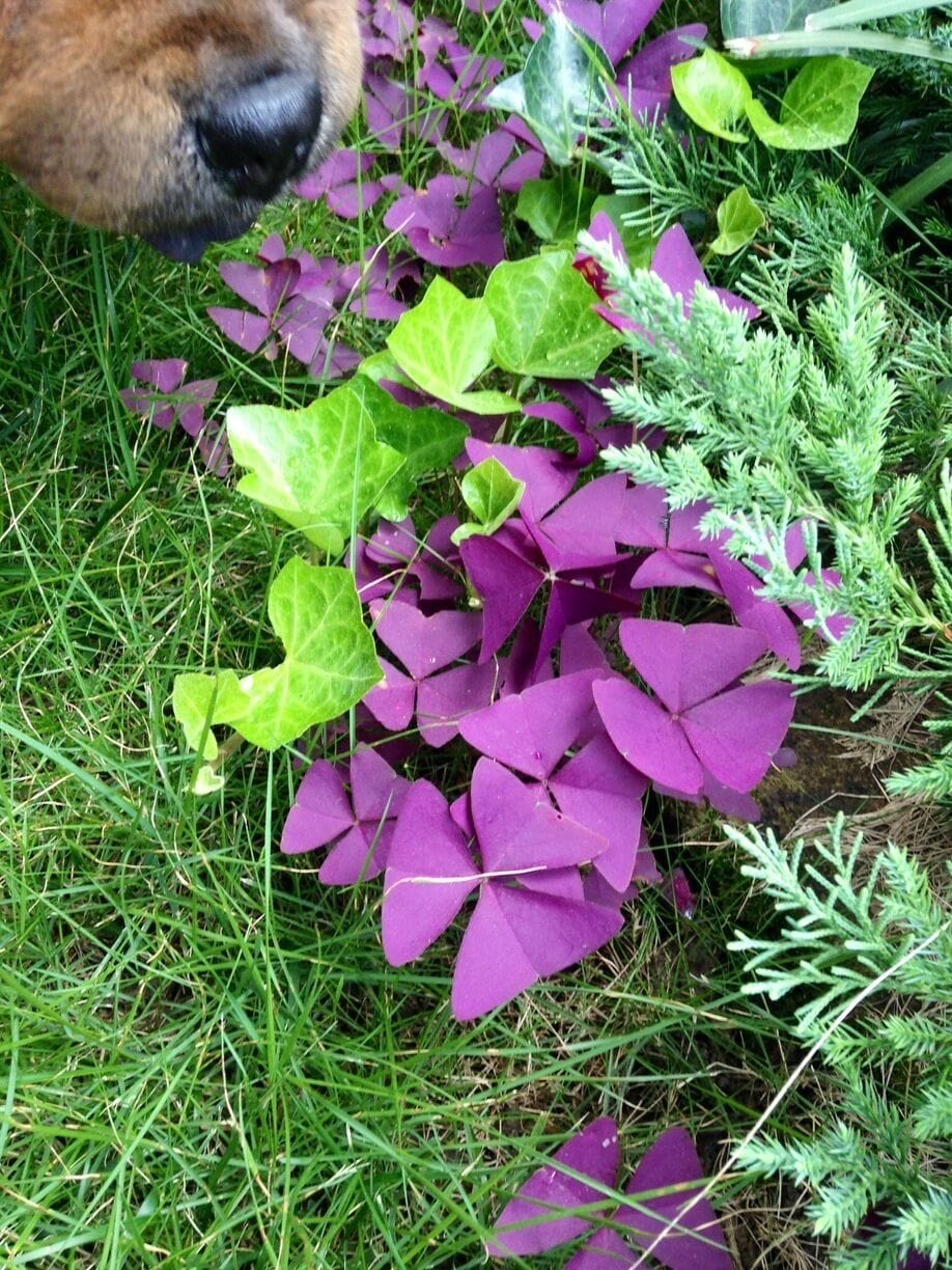 Special colour of the leaf...