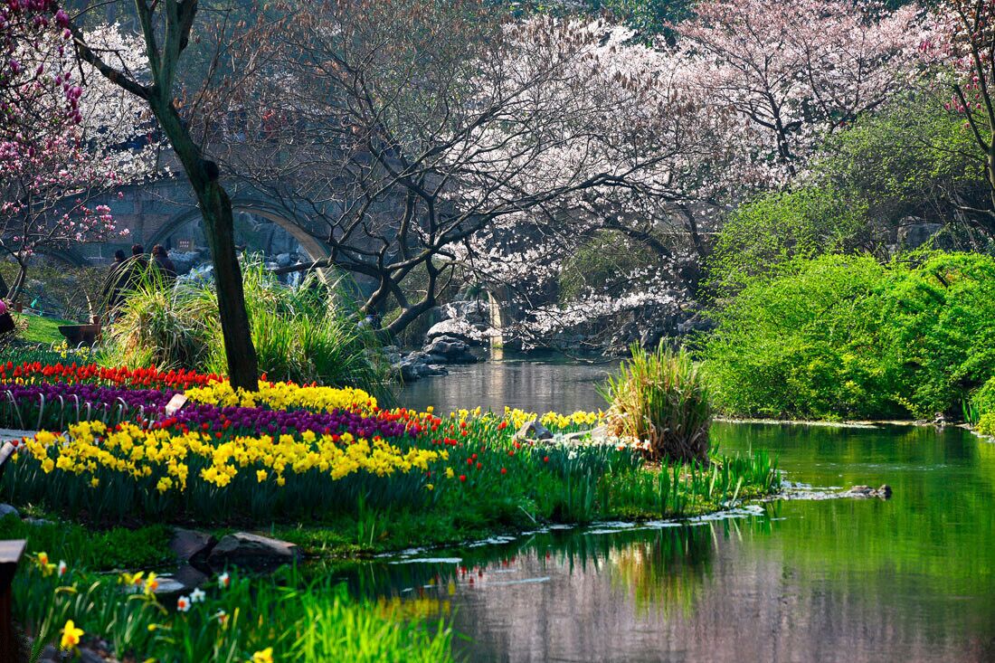 A serene garden with a pond, blooming flowers, and cherry blossoms.