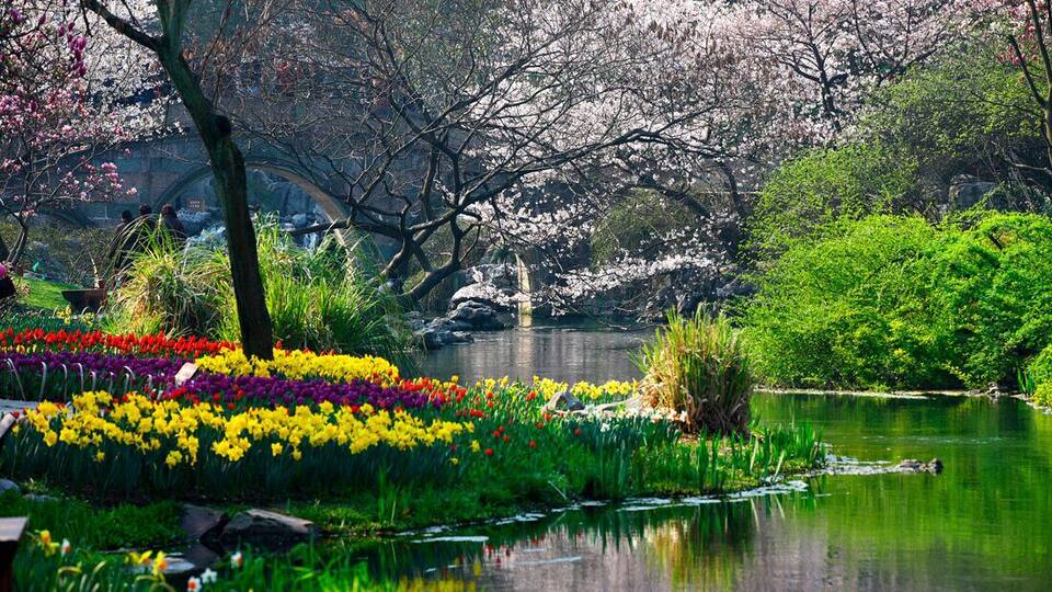 A serene garden with a pond, blooming flowers, and cherry blossoms.