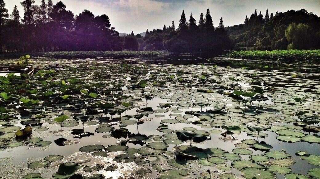 Here at west lake in Hangzhou known for its amazing lotus flowers. This park/nature reserve is a must if near Hangzhou! Absolute the most amazing place I've visited in China! I only got to explore 1/4 of the west lake today as it was 40 degrees! Just beautiful!