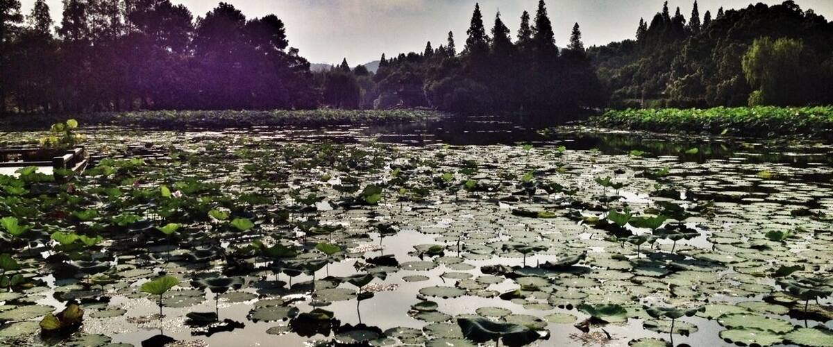 Here at west lake in Hangzhou known for its amazing lotus flowers. This park/nature reserve is a must if near Hangzhou! Absolute the most amazing place I've visited in China! I only got to explore 1/4 of the west lake today as it was 40 degrees! Just beautiful!