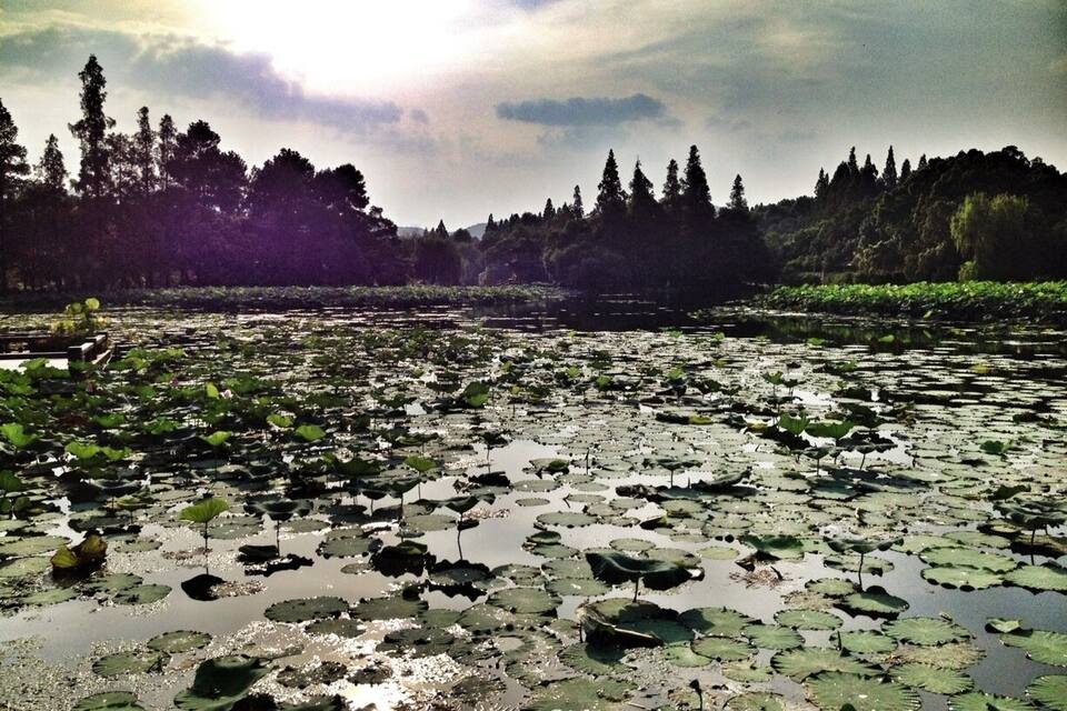 A pond with lily pads and trees in the background.