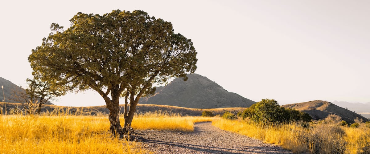 A gravel path leading to a solitary tree in a grassy field with hills in the background.