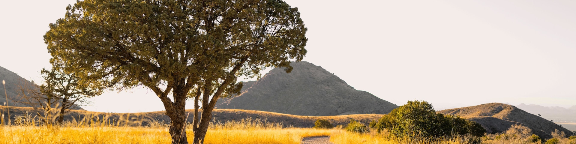 A gravel path leading to a solitary tree in a grassy field with hills in the background.