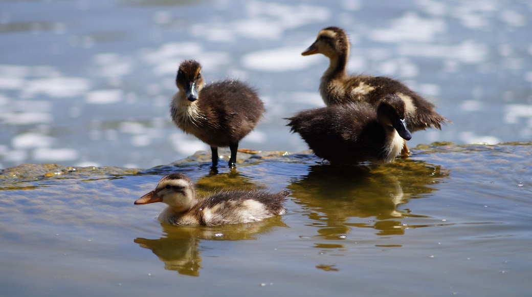 Cisnes recien nacidos