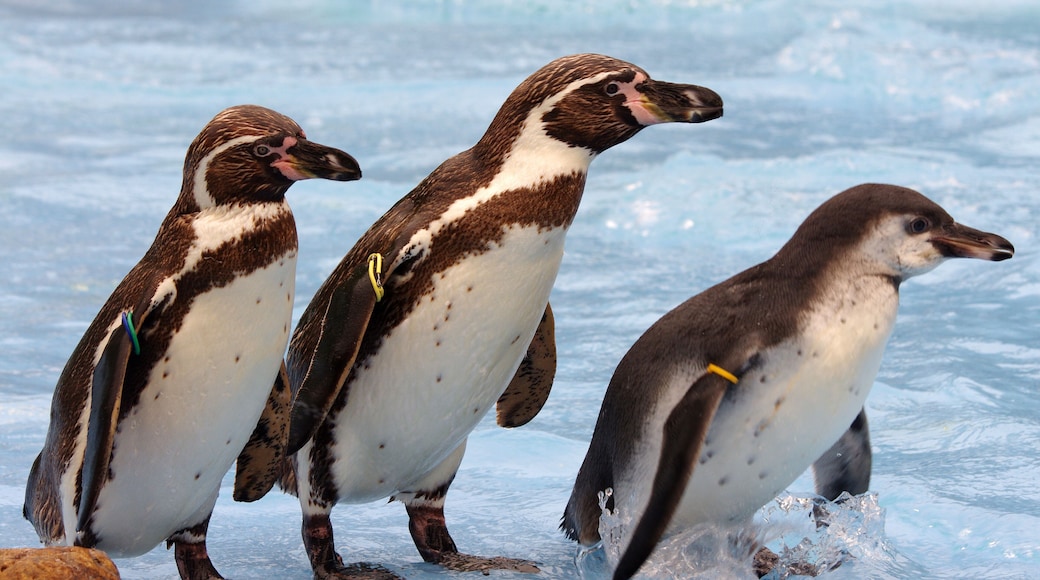 ペンギンの親子