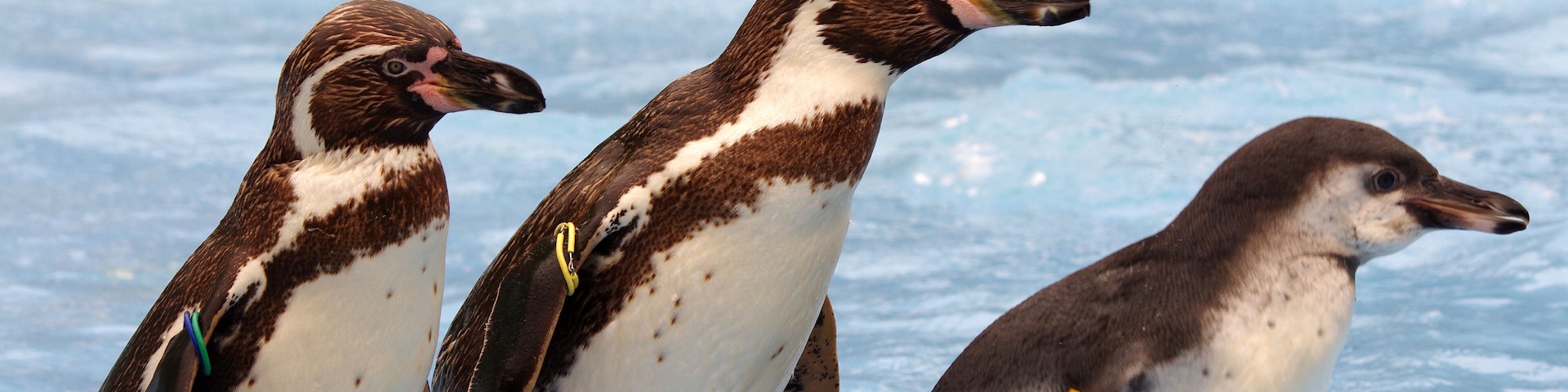 Três pinguins em pé sobre o gelo, com um corpo d'água ao fundo.