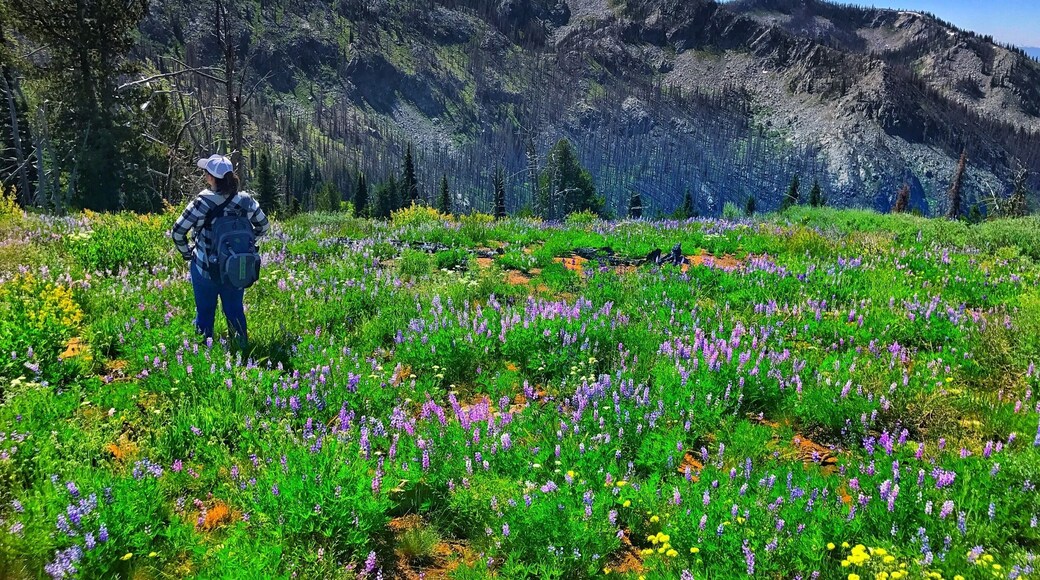 Dreaming in a field of wildflowers on the way to Coffee Cup Lake. Not a bad place to lose yourself for a bit.
#takeahike