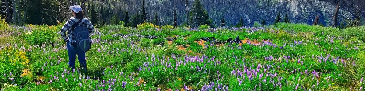 Dreaming in a field of wildflowers on the way to Coffee Cup Lake. Not a bad place to lose yourself for a bit.
#takeahike