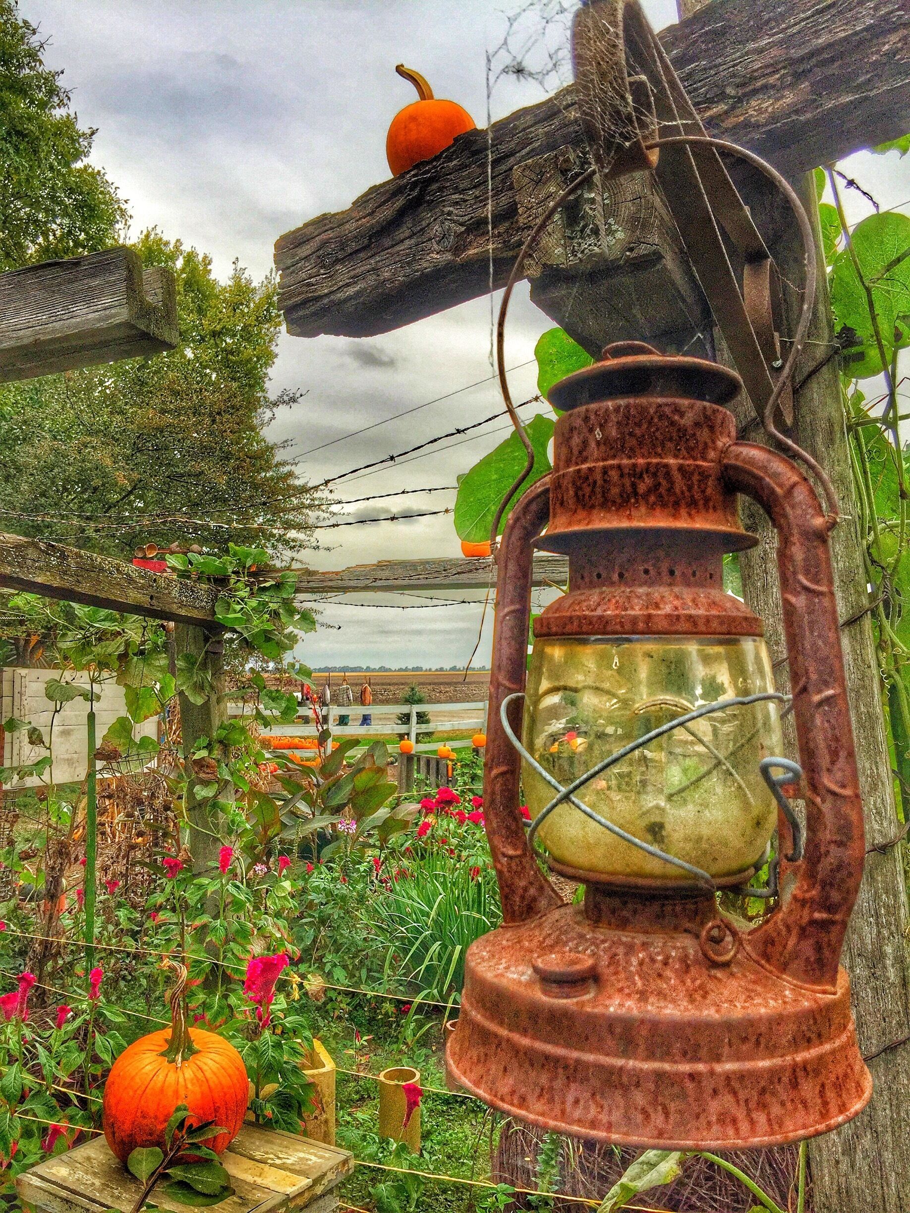 at the great pumpkin patch at arthur il