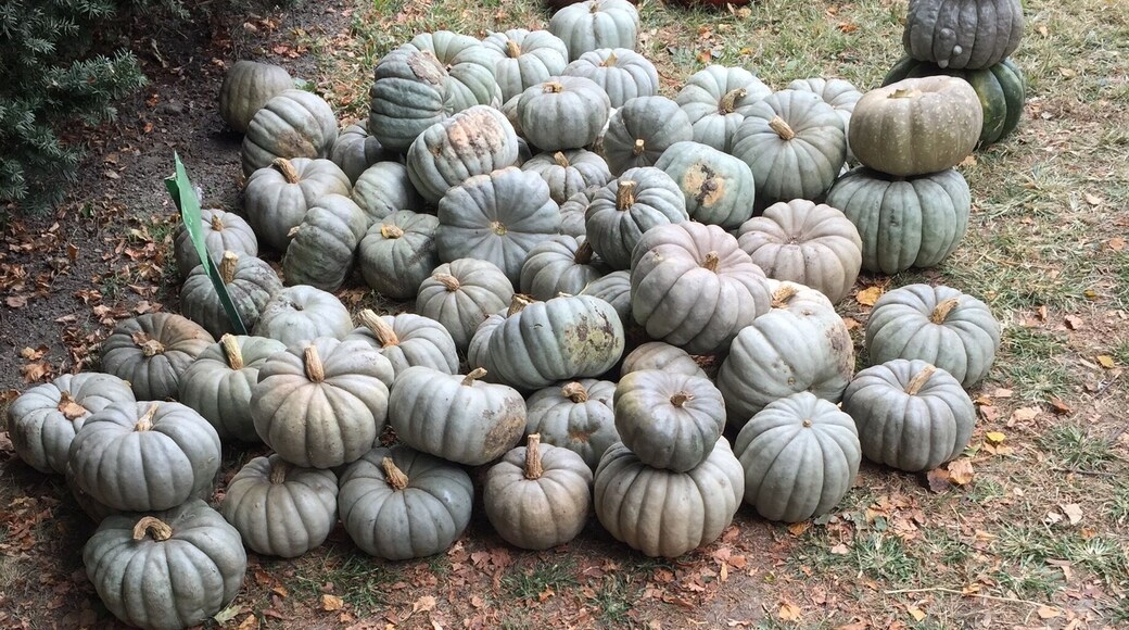 Pumpkins and squash and gourds oh my!
#pumpkinpatch
